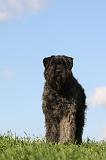 BOUVIER DES FLANDRES 334